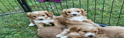 Cockapoo dogs for sale: Beautiful cockapoos - Advert 19