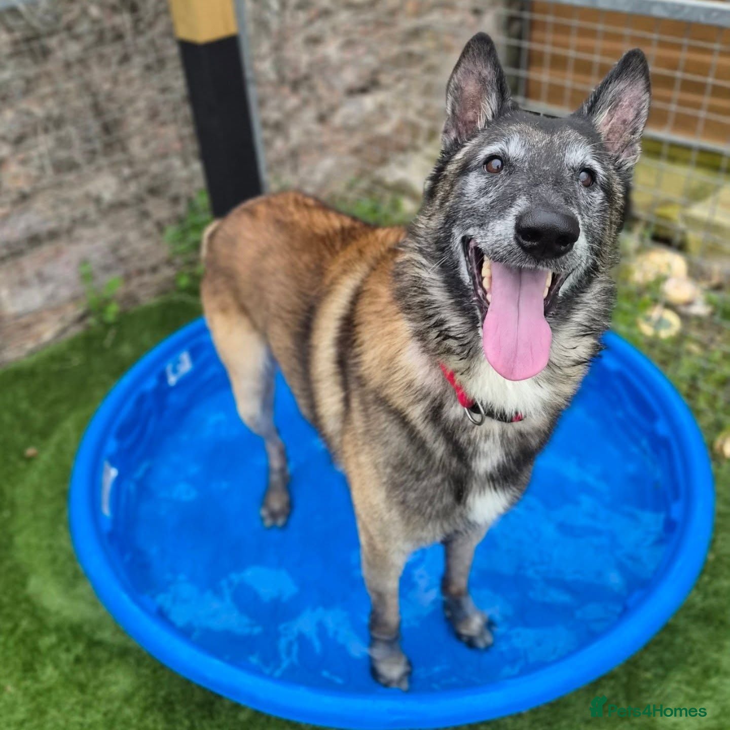 Belgian Shepherd Dog dogs BARRY - Older Shepherd - Advert 8