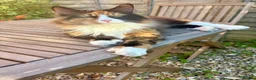 Maine Coon cats for sale: Affectionate 3/4 Maine coon young adult cat in Barnstaple - Advert 2