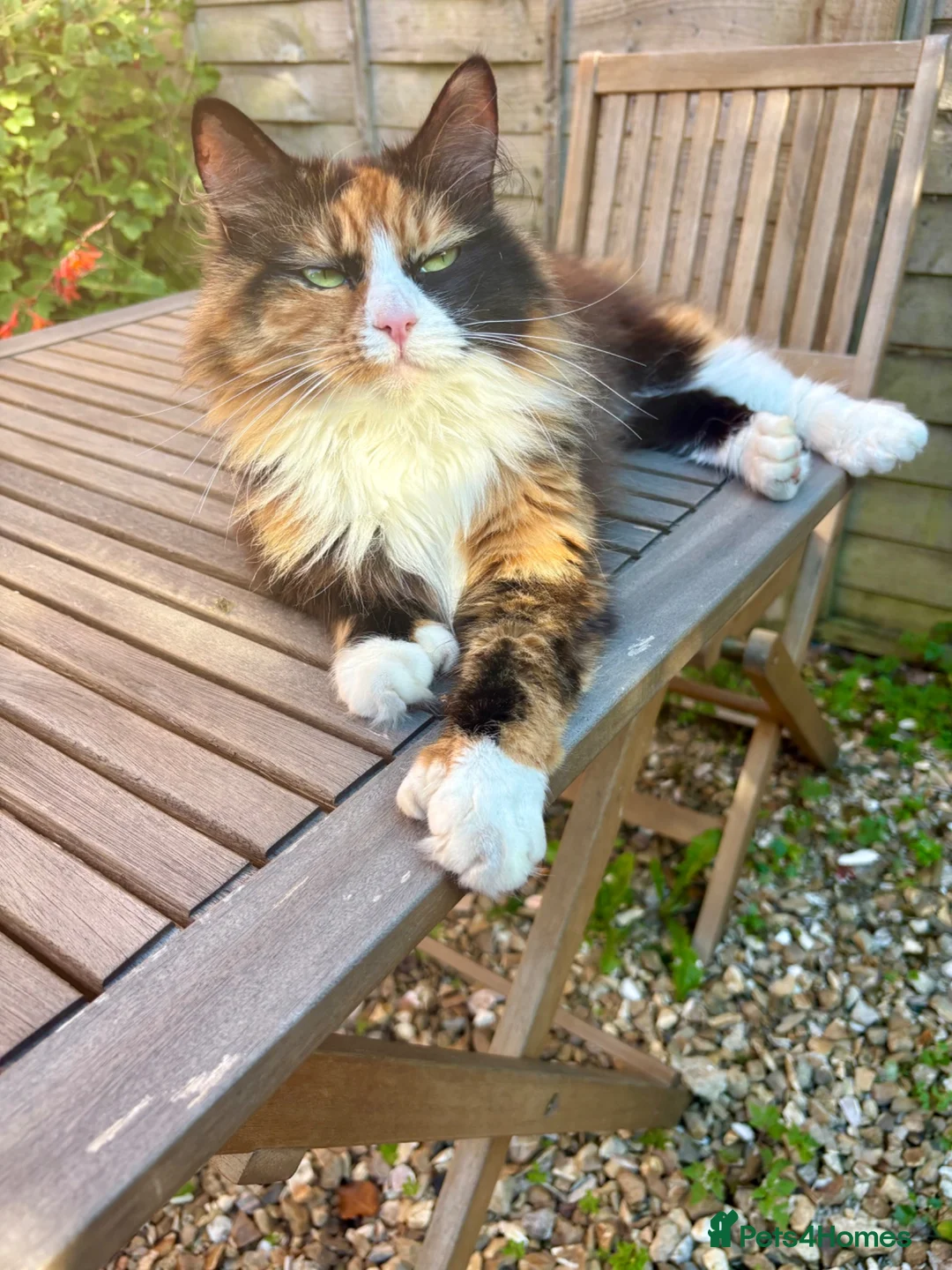 Maine Coon cats for sale: Affectionate 3/4 Maine coon young adult cat in Barnstaple - Advert 2