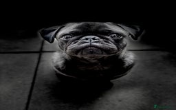 Pug dogs for sale: 9 month old pug puppy  - Image 5