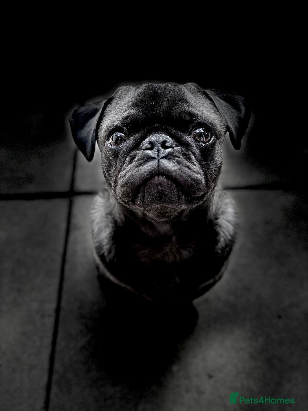 Pug dogs for sale: 9 month old pug puppy  - Image 5