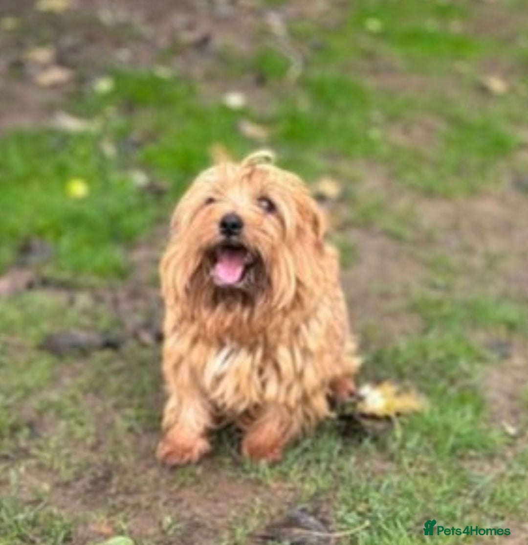 Norfolk Terrier dogs for sale: Norfolk terrier boy looking for a lap to warm.  - Image 3