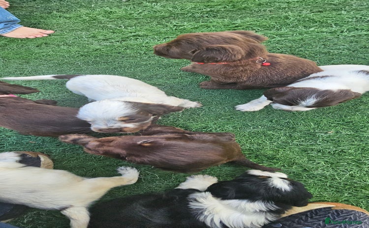 Cocker Spaniel dogs - Advert 12