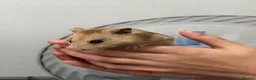 Hamster rodents for sale: Syrian hamster  in Chester-le-Street - Advert 3
