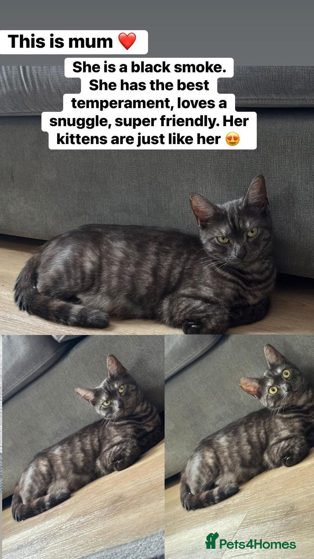 British Shorthair cats for sale: Beautiful kittens from black smoke mum  - Advert 3