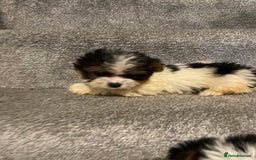 Biewer Terrier dogs for sale:  **  Biewer Terrier Babies Available 🥰 - Image 10