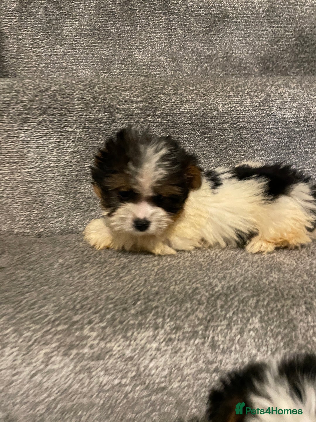 Biewer Terrier dogs for sale:  **  Biewer Terrier Babies Available 🥰 - Image 10