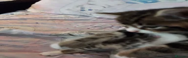 Mixed Breed Kitten 3