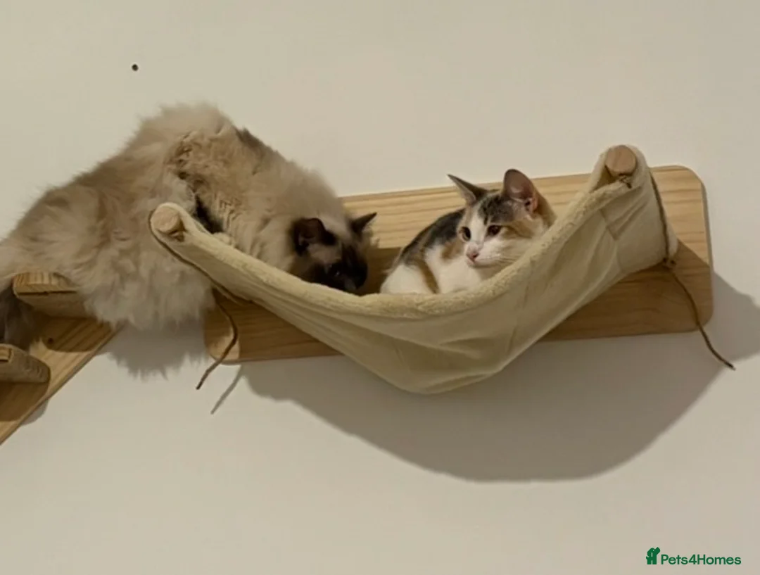 Mixed Breed cats for sale: 2 Gorgeous Female Cats - Advert 2