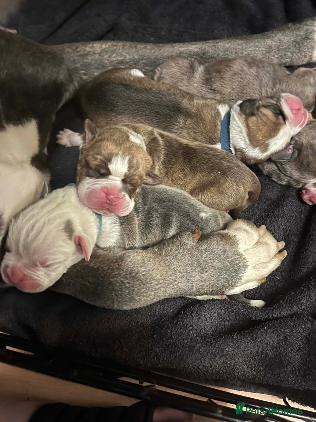 Mixed Breed dogs for sale: Old tyme x puppys  - Advert 1