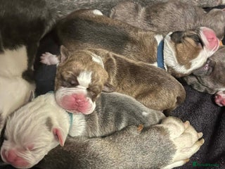 Mixed Breed dogs Old tyme x puppys - Advert 10