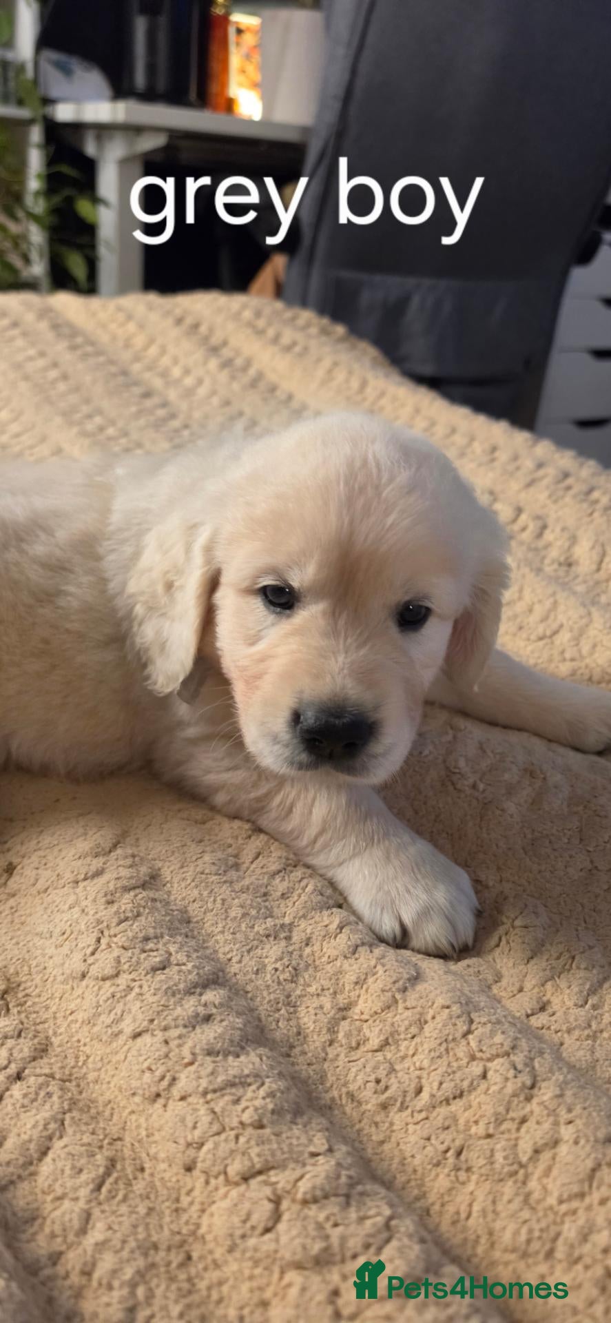 Golden Retriever dogs Amazing pure withe Golden retriever puppies - Advert 9