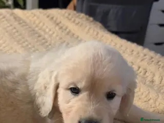 Golden Retriever dogs Amazing pure withe Golden retriever puppies - Advert 9