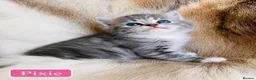 Ragdoll cats for sale:  Blue-lynx Ragdoll kittens pedigree bloodline  - Advert 6