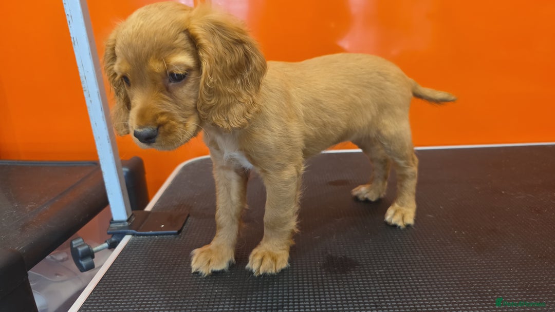 Cocker Spaniel dogs for sale: Working Cocker Spaniel  - Image 18