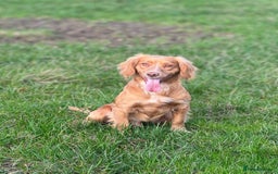 Cocker Spaniel dogs for sale: Beautiful W/Cockerspaniel puppies, legally docked  - Image 4