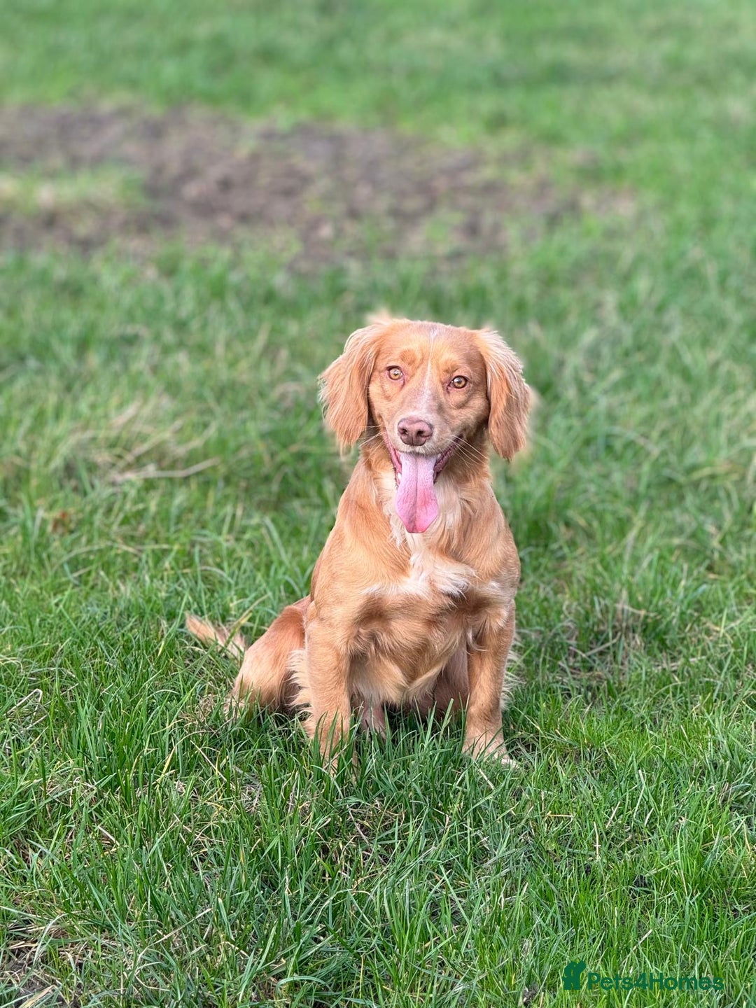 Cocker Spaniel dogs for sale: Beautiful W/Cockerspaniel puppies, legally docked  - Image 4