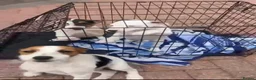 Jack Russell dogs for sale: Gorgeous Jack Russell pup - Advert 2