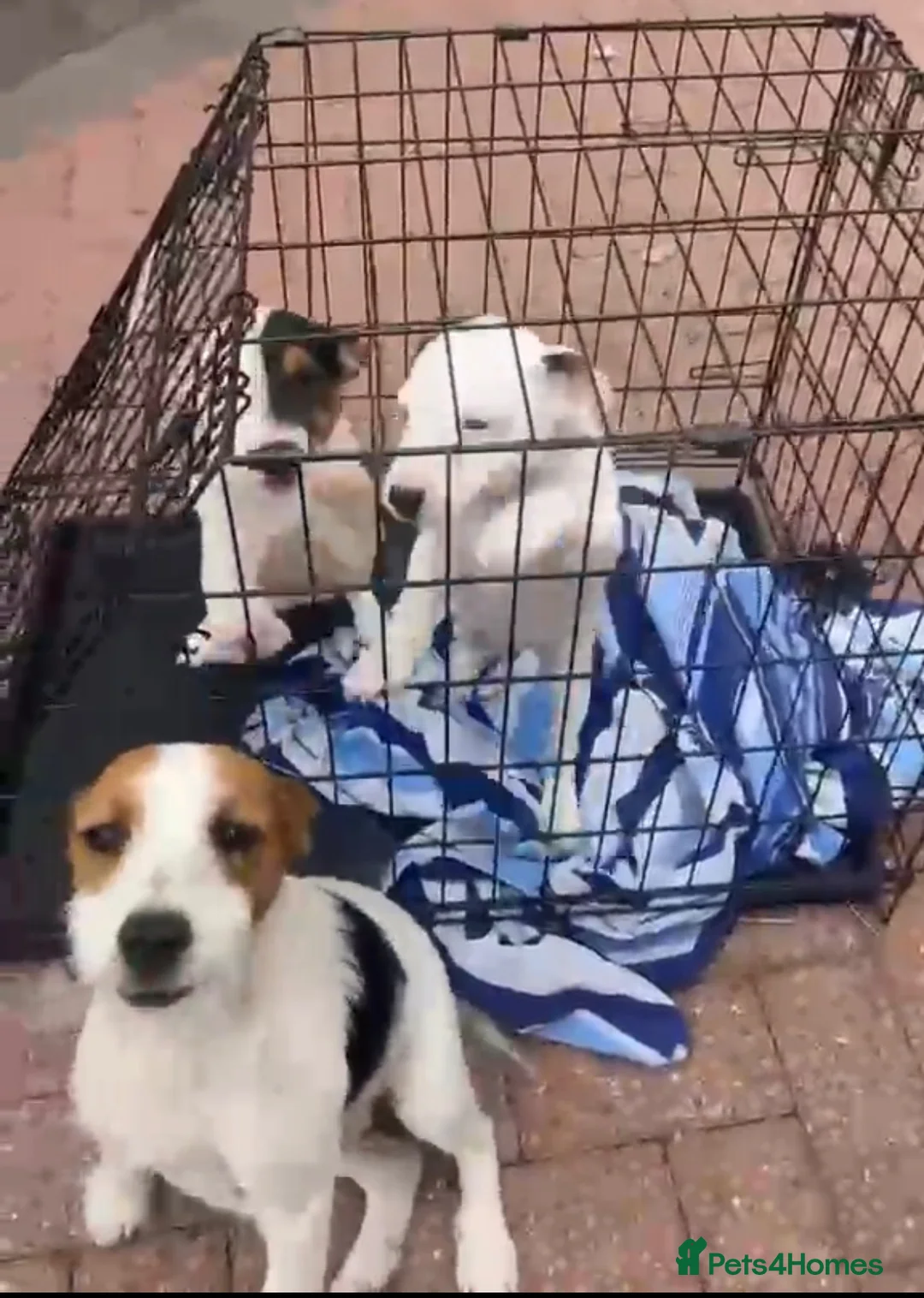 Jack Russell dogs for sale: Gorgeous Jack Russell pup - Advert 2