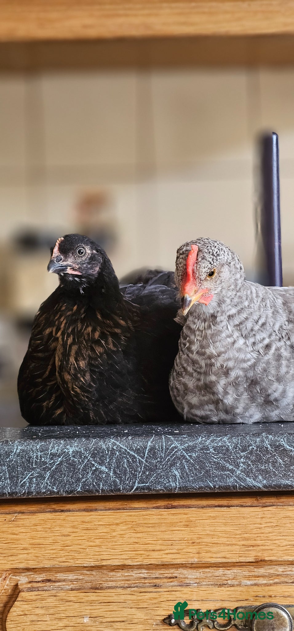 Chickens poultry 2 Young Chicks Ready to Give Their Heart! - Advert 3
