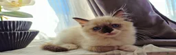 Ragdoll cats for sale: 💎 Elite Ragdoll Kittens  💎 - Advert 17