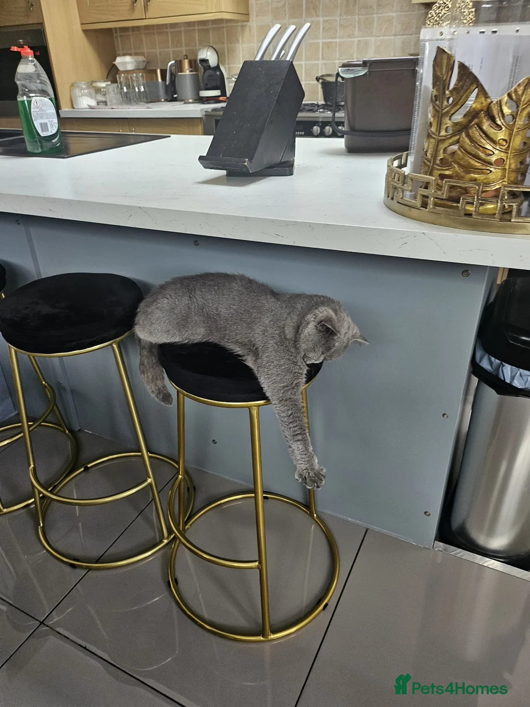 British Shorthair cats for sale: Mr blue  - Advert 2