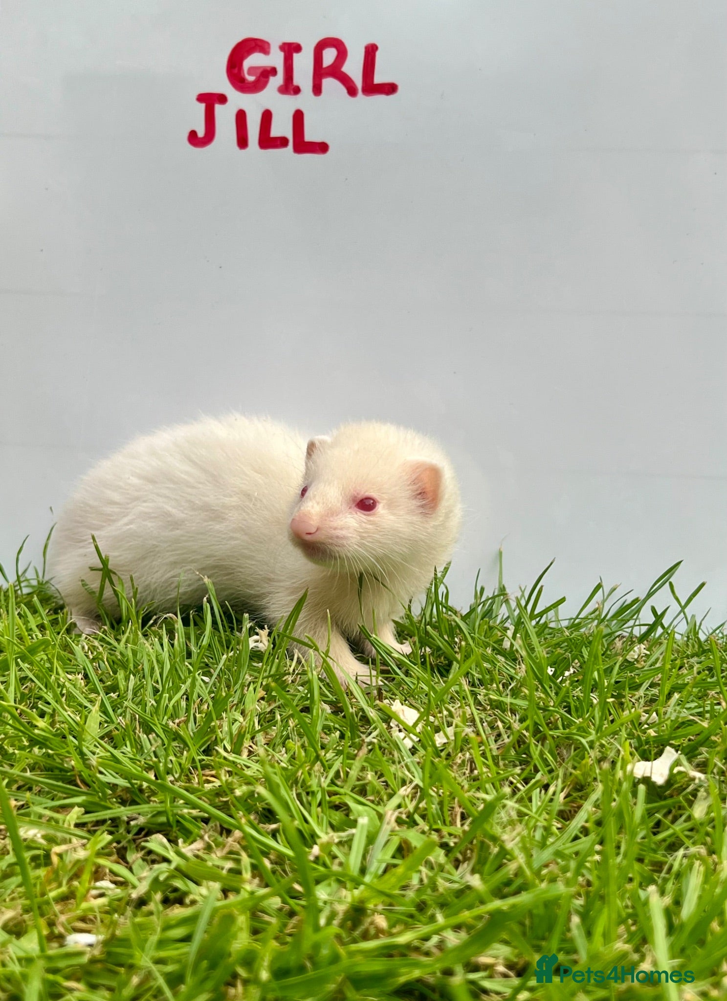 Ferret rodents     Baby Ferrets – Boys & Girls Available - Advert 1