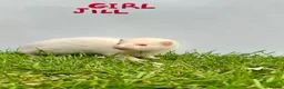 Ferret rodents for sale:     Baby Ferrets – Boys & Girls Available - Advert 1