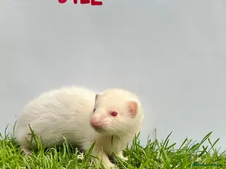 Ferret rodents for sale: Baby Ferrets – Boys & Girls Available - Advert 1