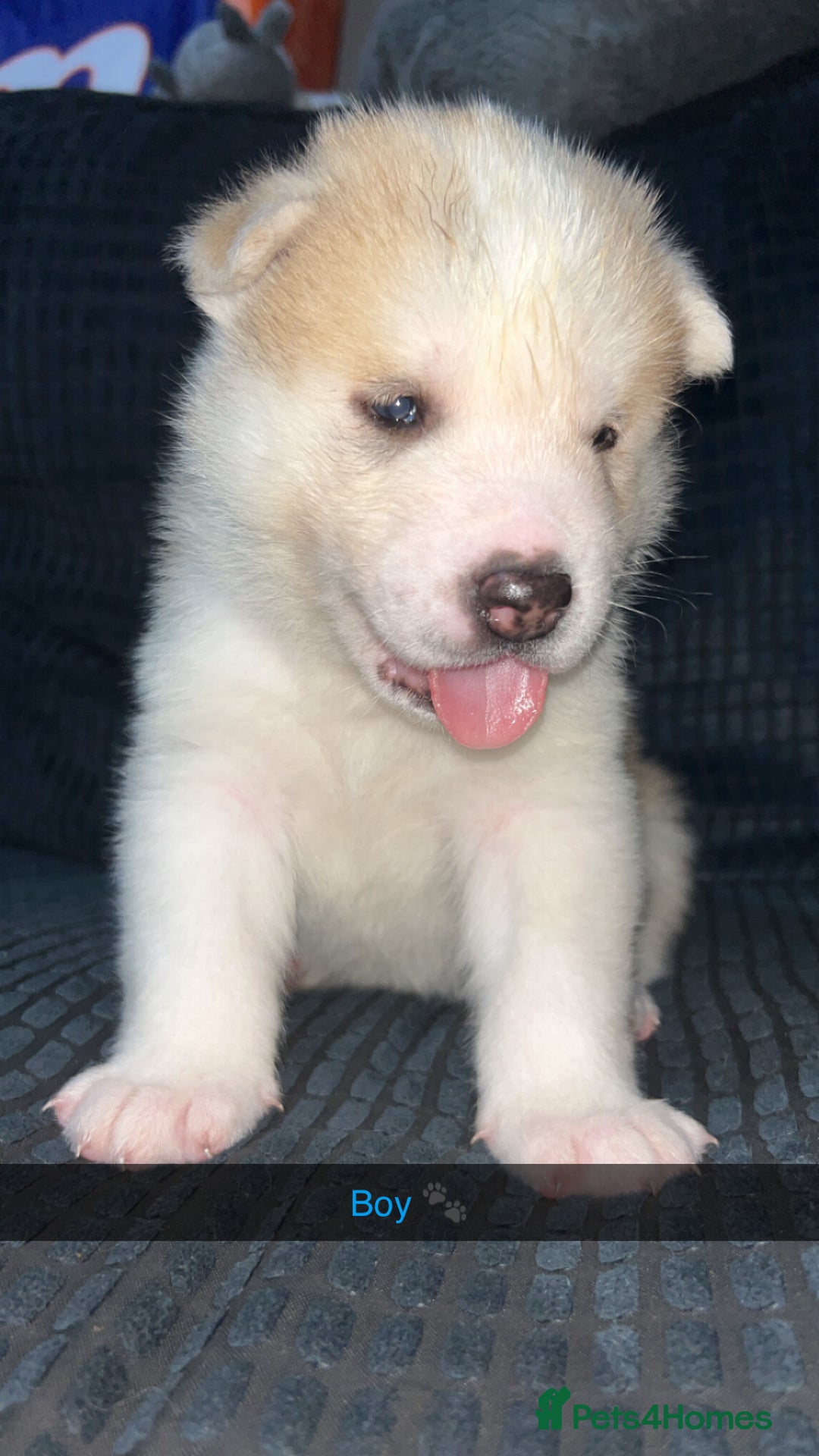 Akita dogs for sale: American Akita puppy’s  - Image 10