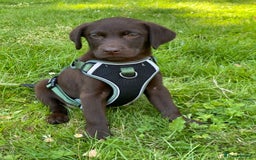Labrador Retriever dogs for sale: Chocolate Labrador  femail - Image 1