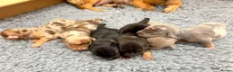 Jack Russell dogs for sale: Rainbow litter of Miniature Jack Russel Pups  - Advert 9
