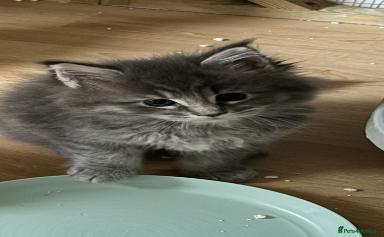 Maine Coon cats - Advert 8