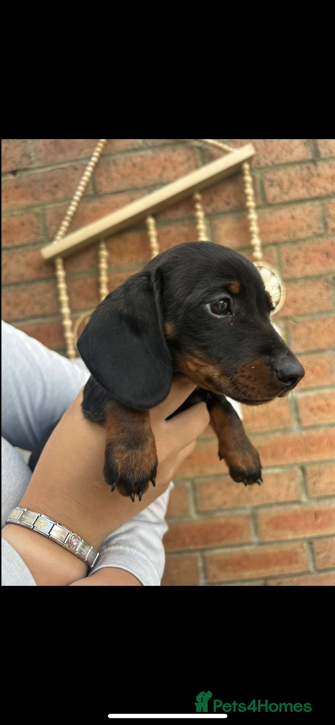 Miniature Dachshund dogs for sale: KC MINI DASCHAUNDS READY NOW  in Bishop Auckland - Image 4
