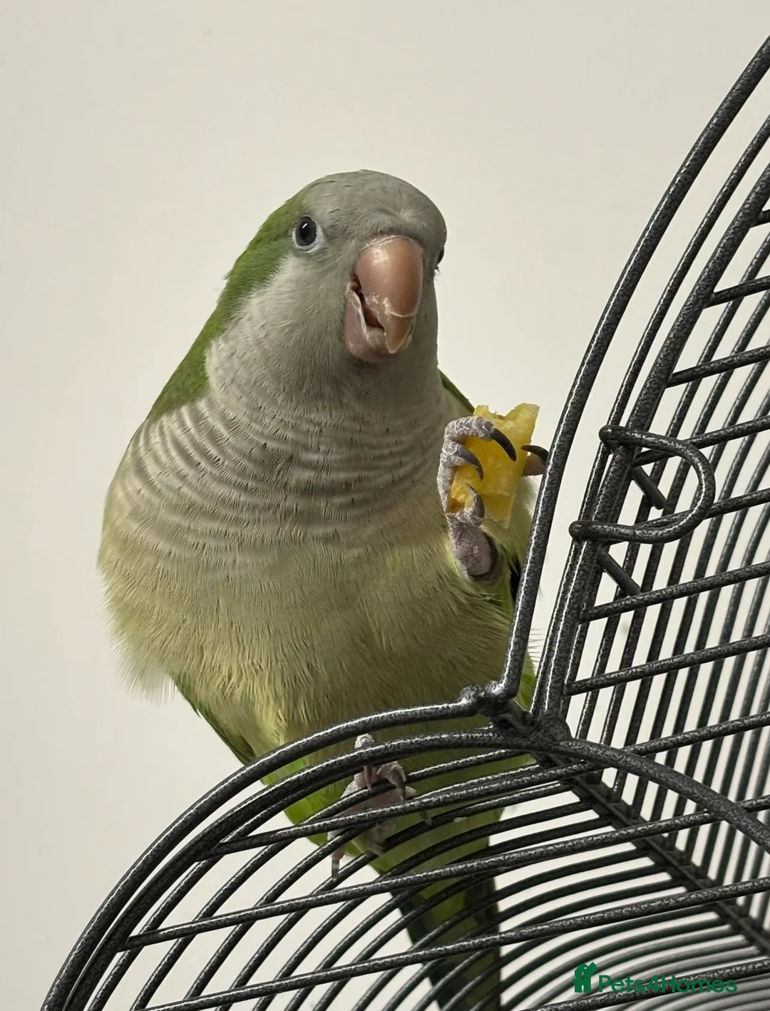 Parakeets birds for sale: Green Quaker Parrot - Advert 2