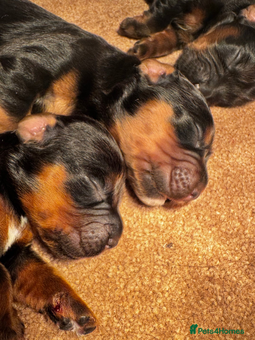 Cocker Spaniel dogs for sale: Working Cocker Spaniels - Advert 6