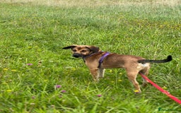 Mixed Breed dogs for adoption: Cute Dingo looking for LOVE - Image 10
