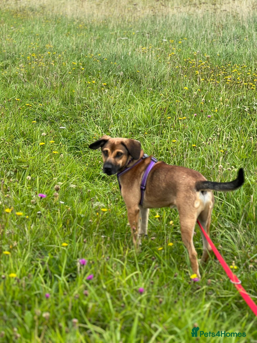 Mixed Breed dogs for adoption: Cute Dingo looking for LOVE - Image 10