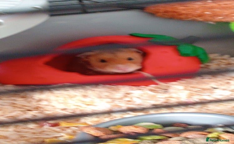 Hamster rodents - Advert 2