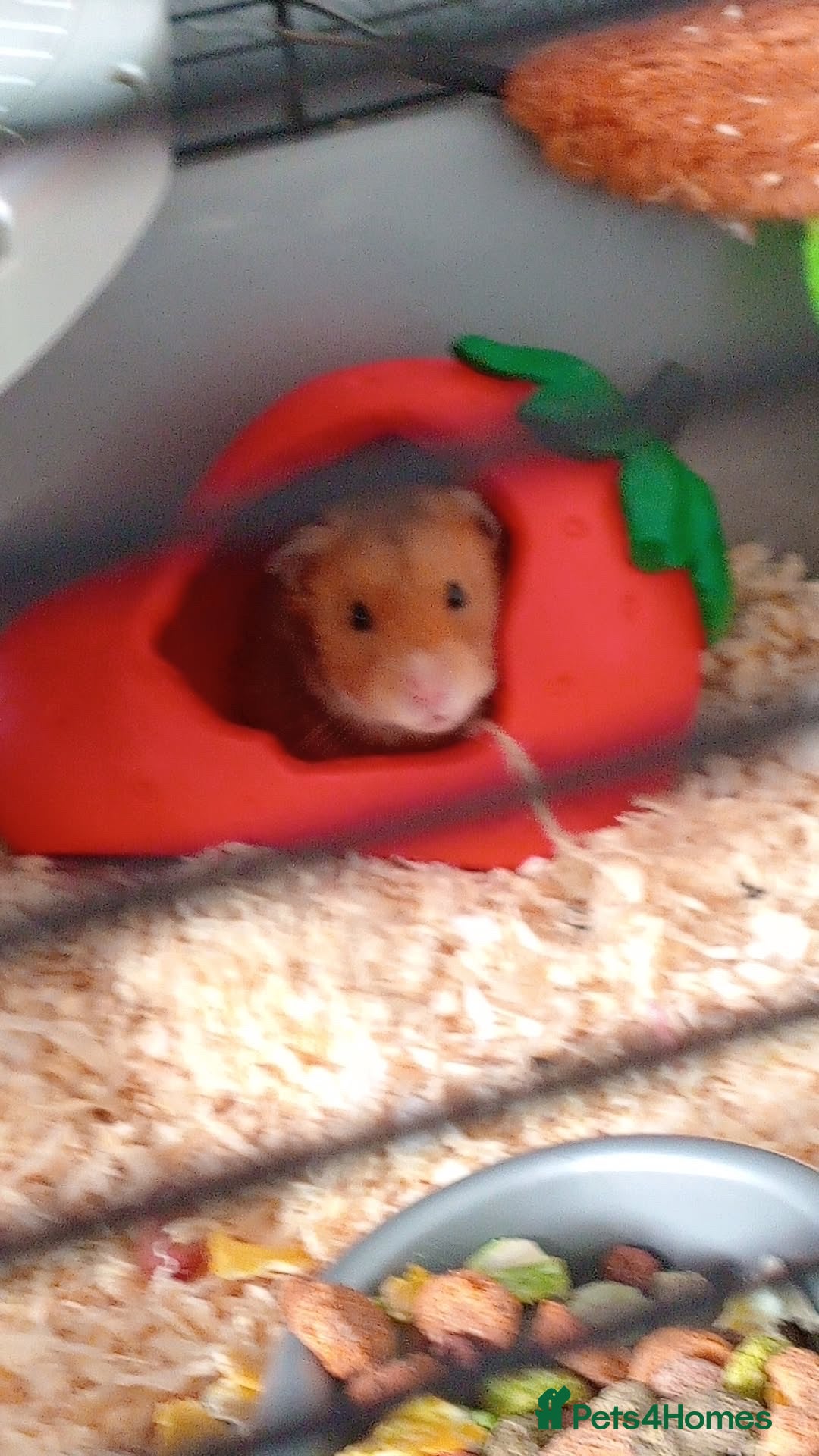 Hamster rodents for sale: Hammy the hamster  - Image 1