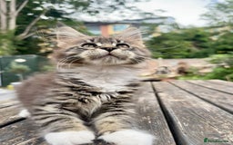 Maine Coon cats for sale: Champions- Bloodline Purebred Maine Coon Kittens  - Image 12