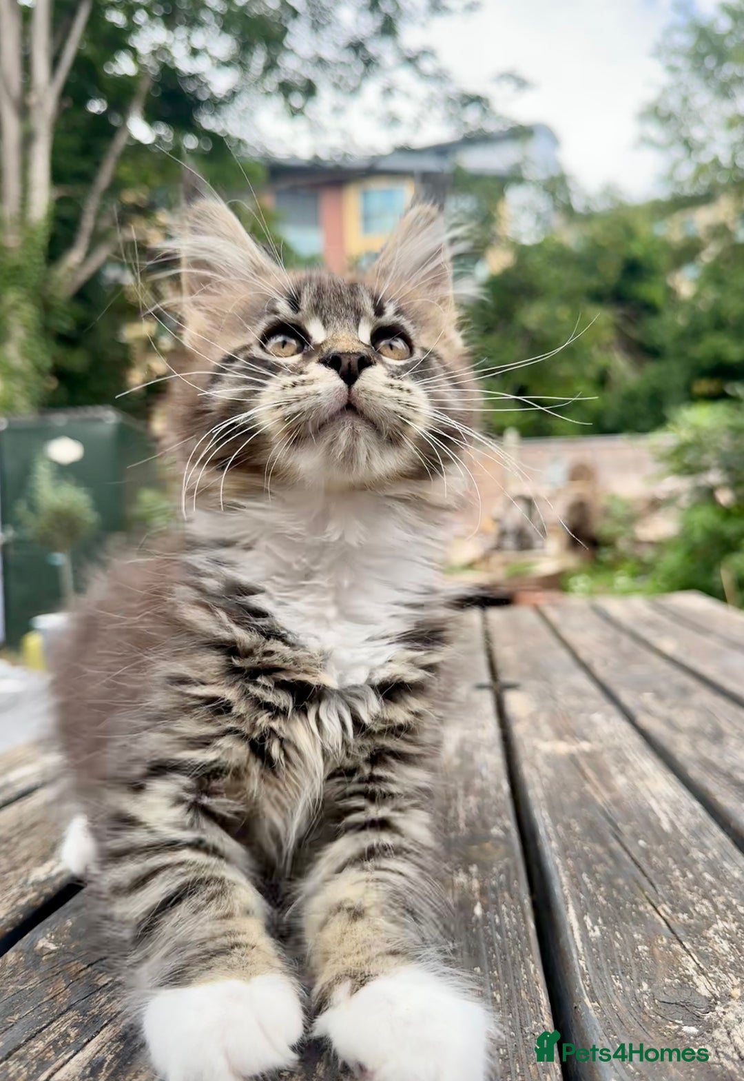 Maine Coon cats for sale: Champions- Bloodline Purebred Maine Coon Kittens  - Image 12