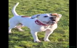 American Bulldog dogs for sale: American Bulldog Puppies – Ready Now! - Image 28