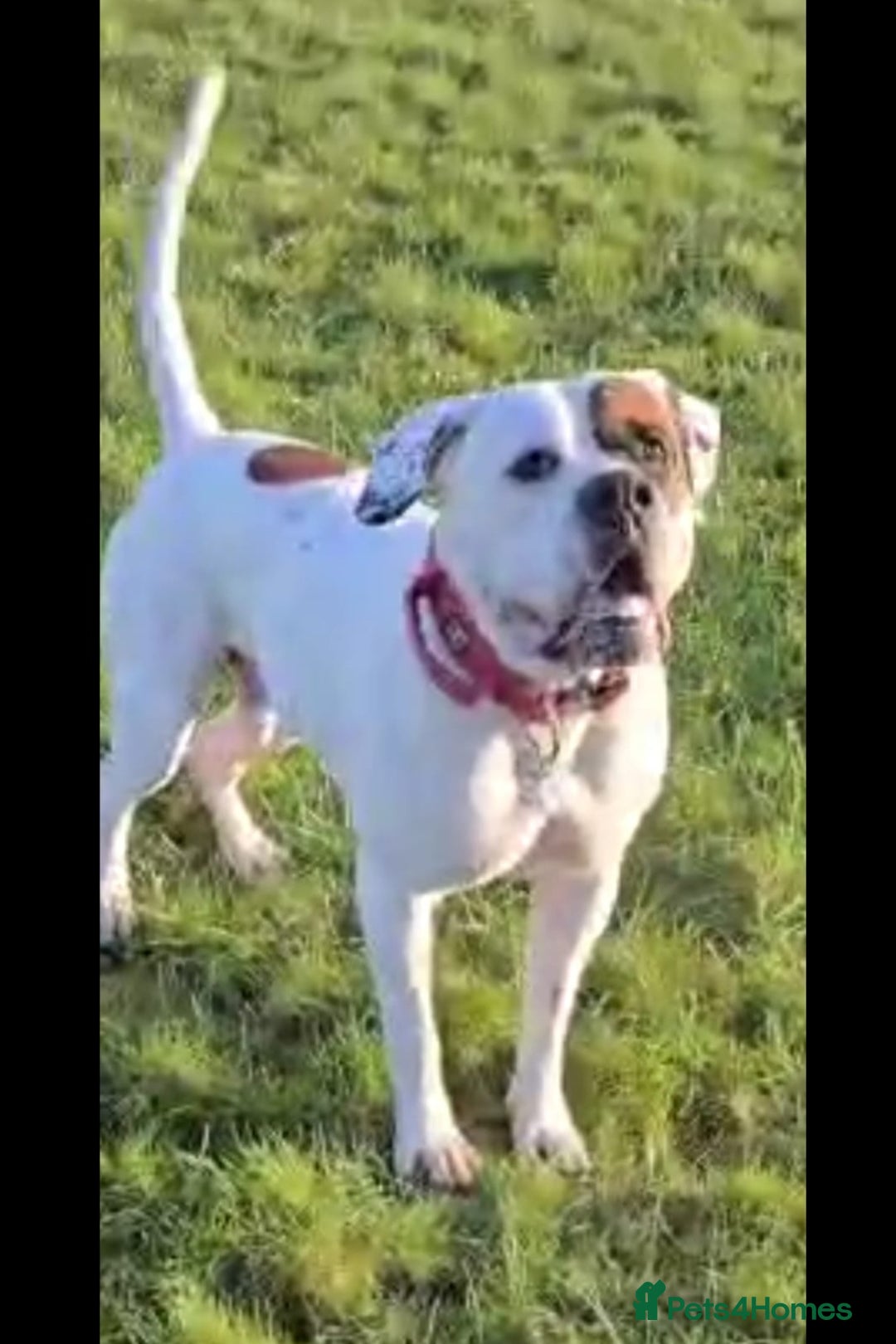 American Bulldog dogs for sale: American Bulldog Puppies – Ready Now! - Image 28