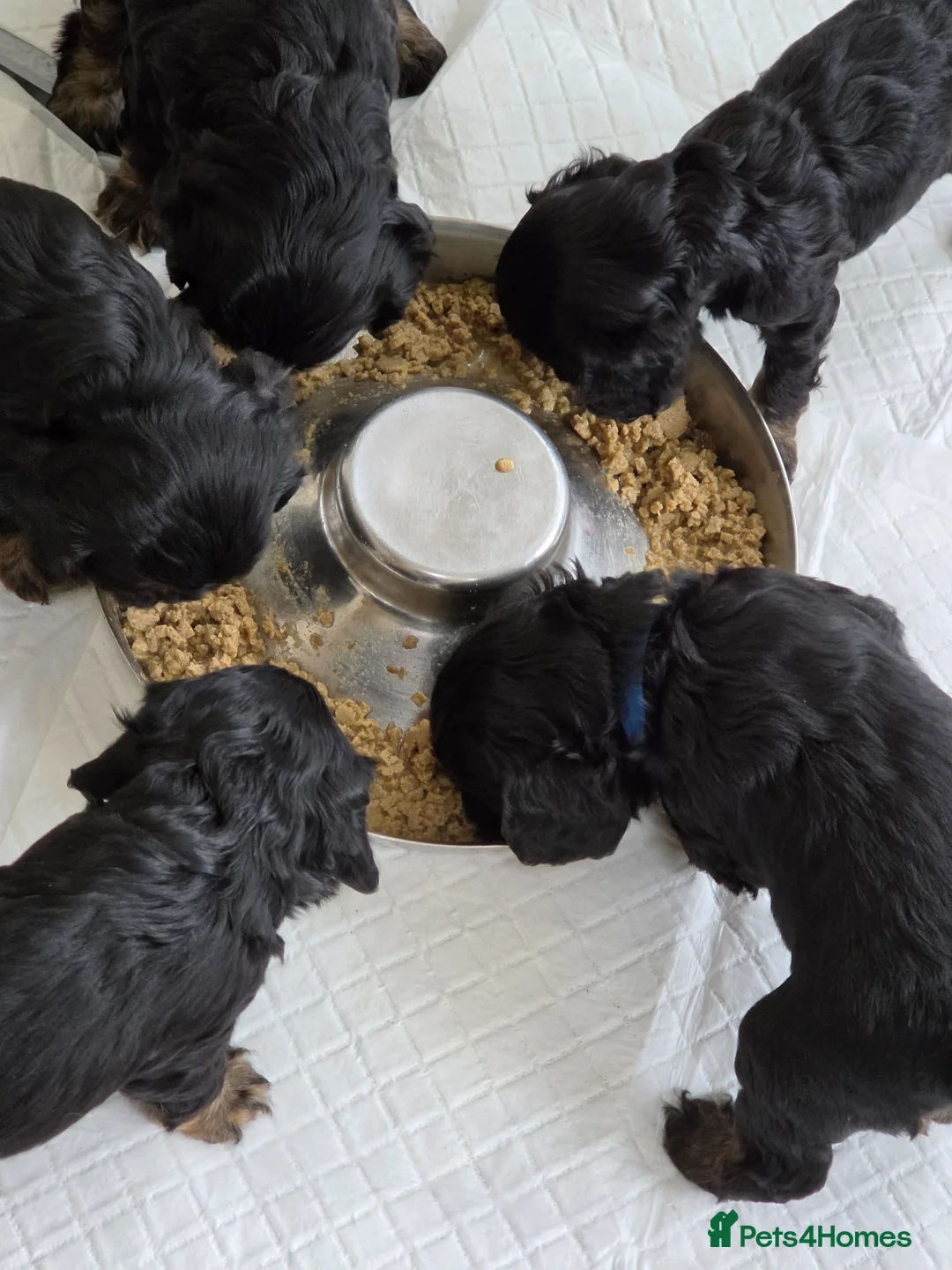 Mixed Breed dogs for sale: American cockalier  in Mansfield - Advert 5