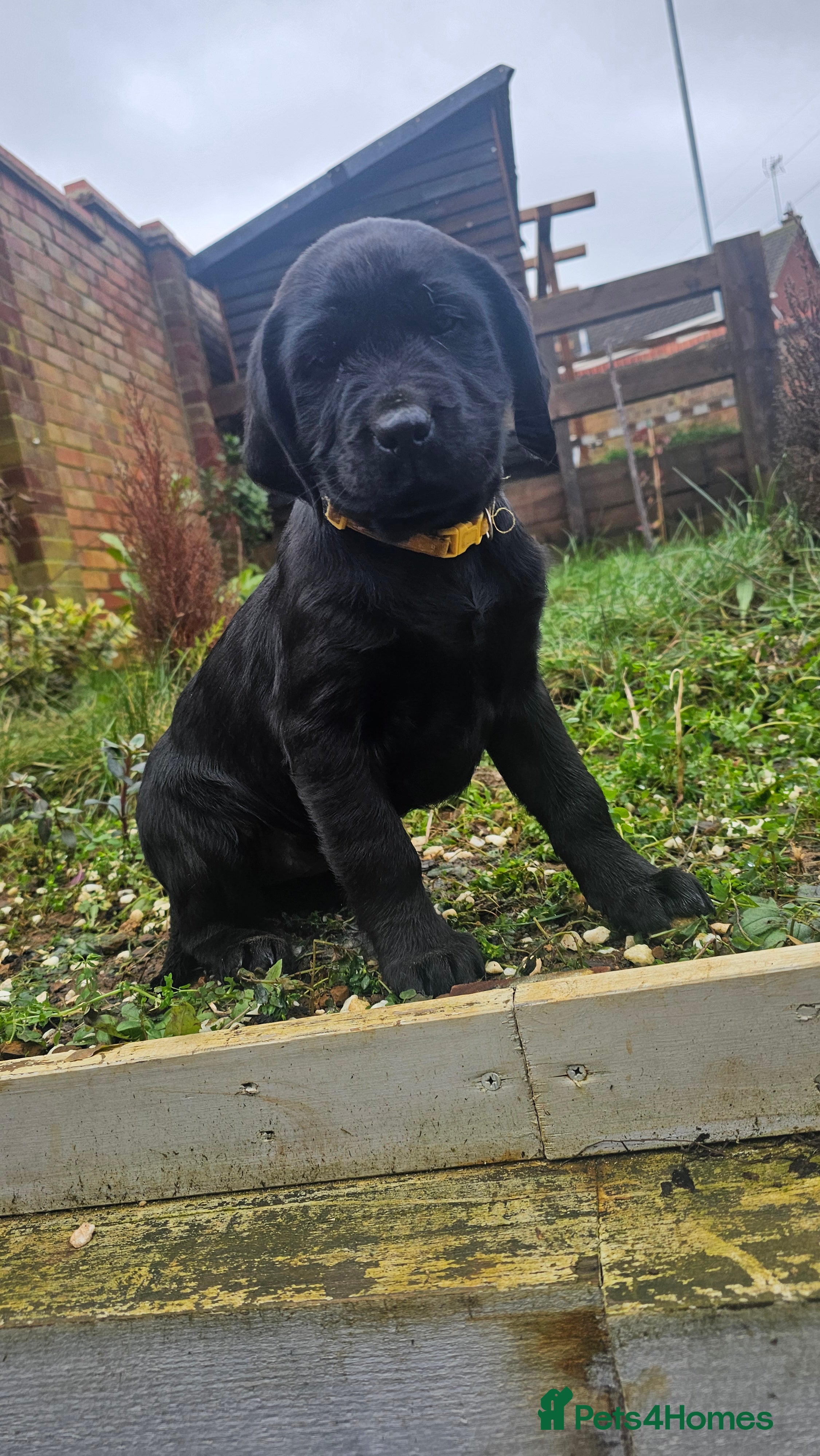 Labrador Retriever dogs 1 black female left - Advert 5