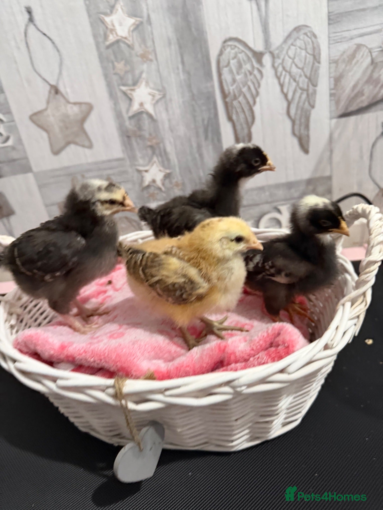 Chickens poultry Need to find there forever home  - Advert 1