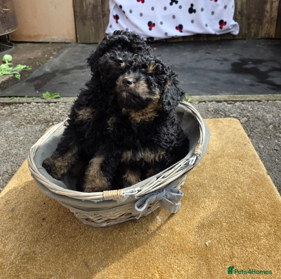 Cavapoo dogs for sale: Cavapoo puppies NEED HOME  - Image 16