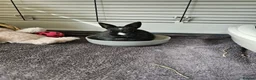 Netherland Dwarf rabbits for sale: Purebred Netherland Dwarf Doe - Advert 20